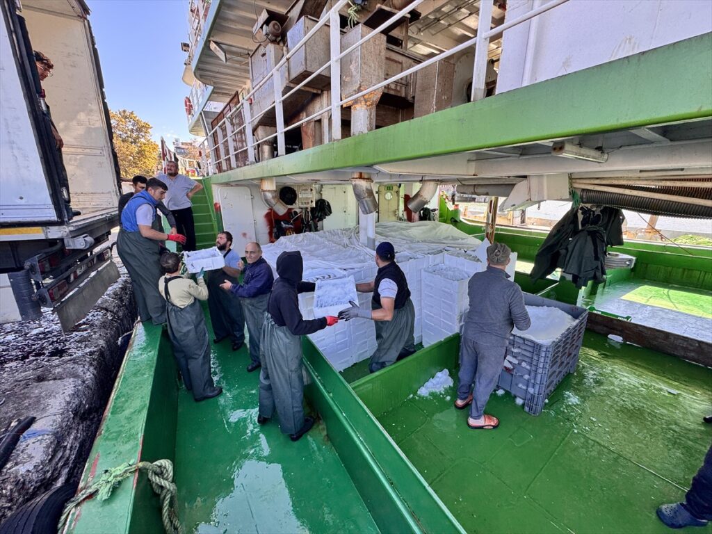 Düzce Akçakoca’da balıkçılar, rüzgar dinince palamudu İstanbul ve Ankara’ya gönderdi